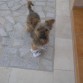 rufo!